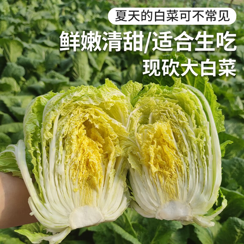 农家大白菜2斤  夏天不常见的大白菜  鲜嫩清甜  生吃凉拌 新鲜绿叶菜