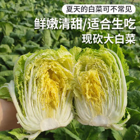 农家大白菜2斤  夏天不常见的大白菜  鲜嫩清甜  生吃凉拌 新鲜绿叶菜