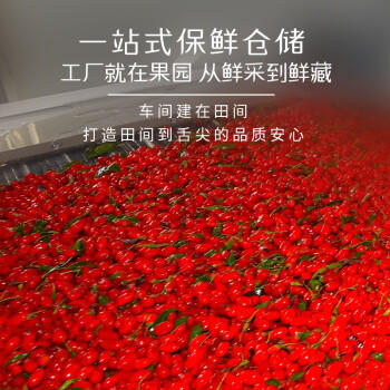 红柳沟红枸杞子宁夏头茬特级500g 免洗大果泡茶养生 送教师节礼物 商品图1