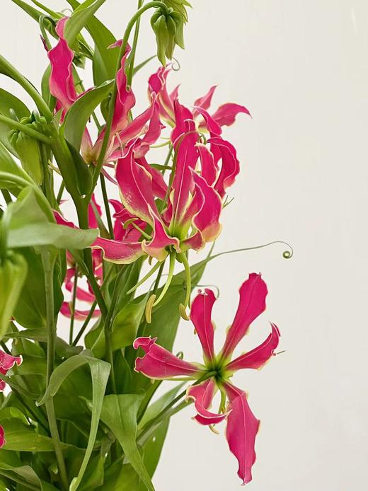 配花 | 嘉兰玫红色 商品图1