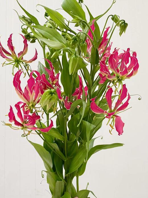 配花 | 嘉兰玫红色 商品图0