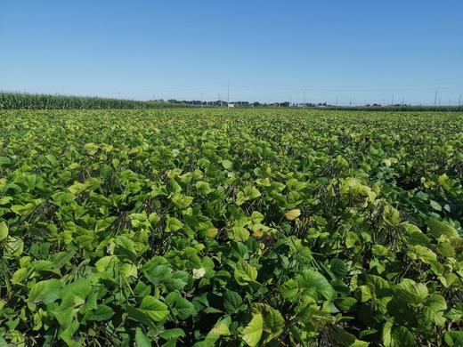 脱皮绿豆（出口品质绿豆原料，传统物理脱皮工艺，） 商品图5