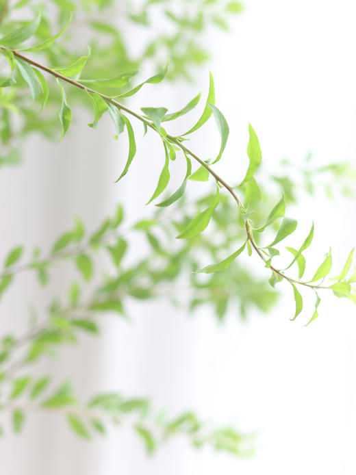 【周四秒杀】意境瓶插雪柳叶一份29.8元 商品图3