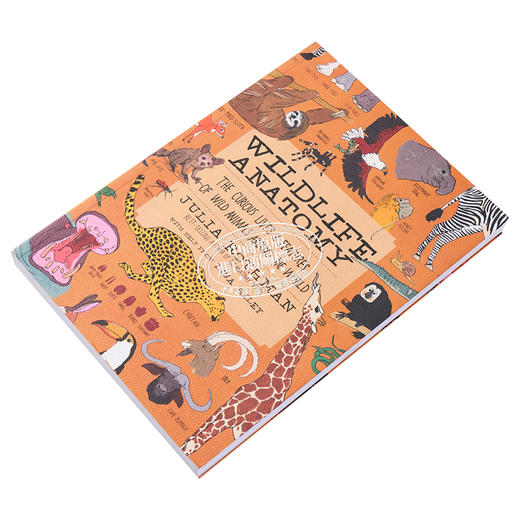 【中商原版】Julia Rothman 野外生活解剖学 Wildlife Anatomy 手绘书 大自然解剖书科普书绘本作者 英文原版 百科 自然 科学 商品图3