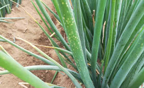 警惕雨后这些大葱病害要当心 