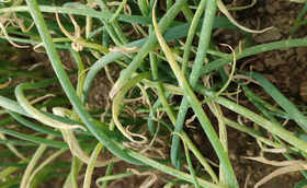 大葱出现小点?灰霉病_霜霉病_紫斑病发病初期如何区分 