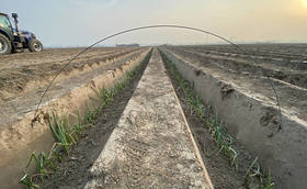 急！葱苗移栽后出现发黄不长怎么办？ 