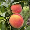 【湖北好物】彩虹黄桃 4.5-5斤 商品缩略图2