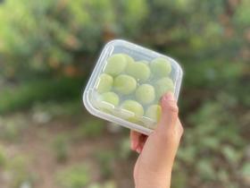 云南阳光玫瑰青 | 颗颗精选，新鲜完好，脆甜爆汁！果肉饱满Q弹，冲刷着味蕾，浓郁的玫瑰香，开团价格不过150实现阳光玫瑰自由