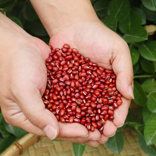 【山区杂粮】密农人家  山地种植红小豆  豆圆饱满  大小均匀  口感绵密沙面  豆香浓郁  400g 商品图3