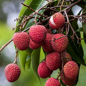 高州白糖罂荔枝礼盒 Lychee(Box) 1.5kg/箱