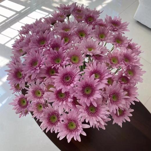 小菊 | 弥勒粉 商品图0