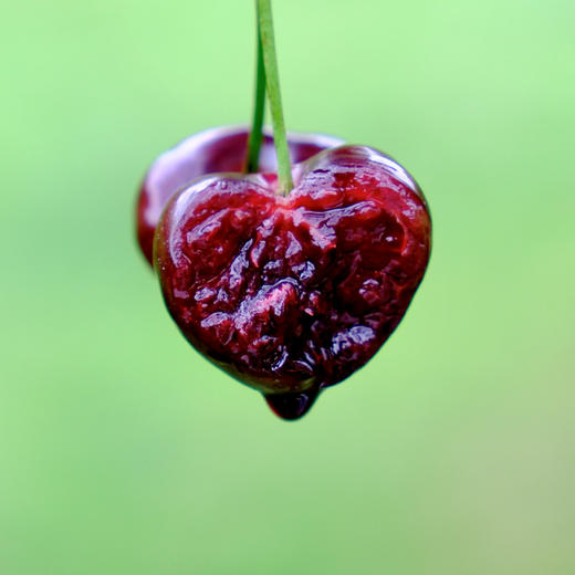 来自北纬34度的黑宝石 | 四川汉源黑珍珠甜樱桃3斤 [福利品] 商品图0