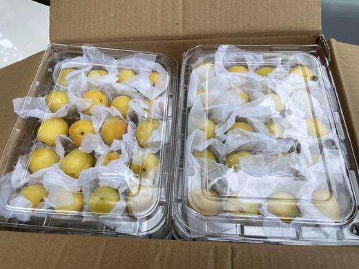 【预售】新疆轮台小白杏树梢上的“白色蜂蜜” 商品图3