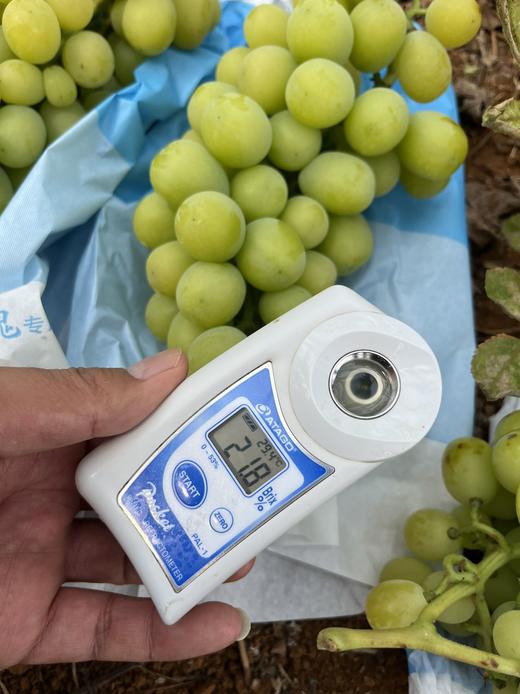 云南阳光玫瑰青 | 颗颗精选，新鲜完好，脆甜爆汁！果肉饱满Q弹，冲刷着味蕾，浓郁的玫瑰香，开团价格不过150实现阳光玫瑰自由 商品图3