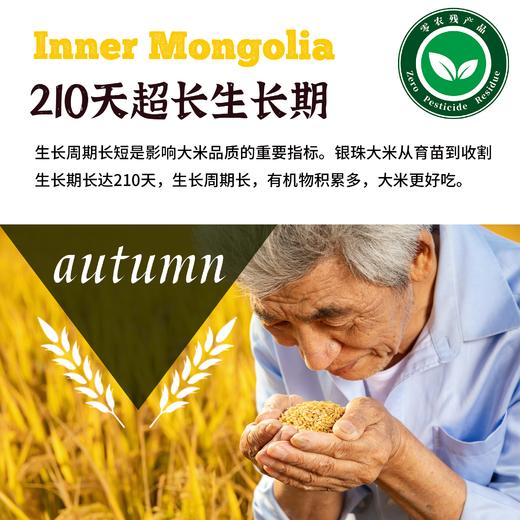 内蒙古银珠大米10斤装 商品图3