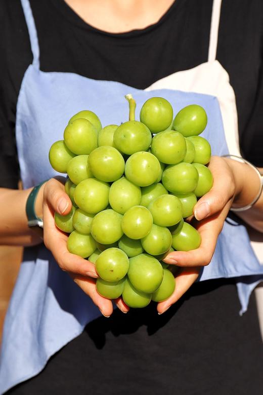 云南阳光玫瑰青 | 颗颗精选，新鲜完好，脆甜爆汁！果肉饱满Q弹，冲刷着味蕾，浓郁的玫瑰香，开团价格不过150实现阳光玫瑰自由 商品图4