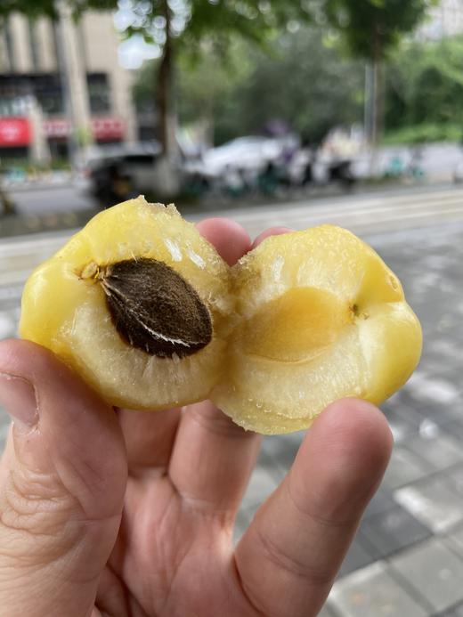 【预售】新疆轮台小白杏树梢上的“白色蜂蜜” 商品图2