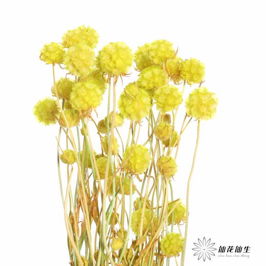 永生花材 | 风车果翠绿 商品图0