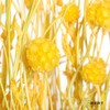 永生花材 | 风车果黄 商品缩略图3