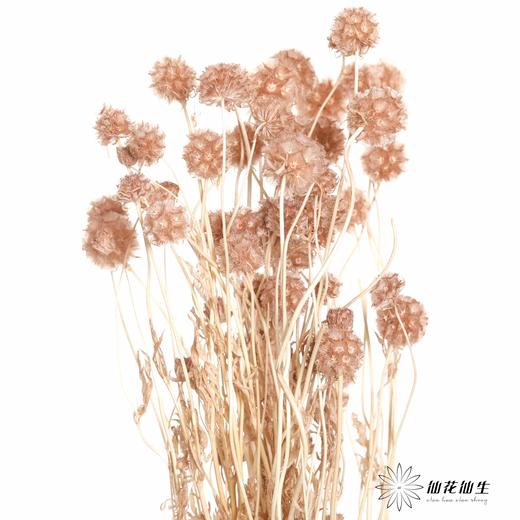 永生花材 | 风车果浅咖 商品图0
