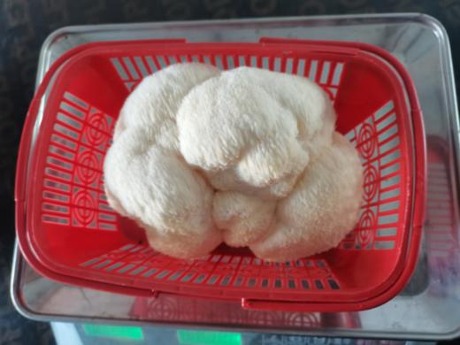 猴头菇一个（拼团） 商品图1
