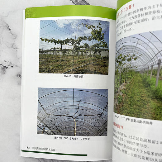 阳光玫瑰栽培技术宝典 商品图7