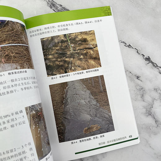 阳光玫瑰栽培技术宝典 商品图4