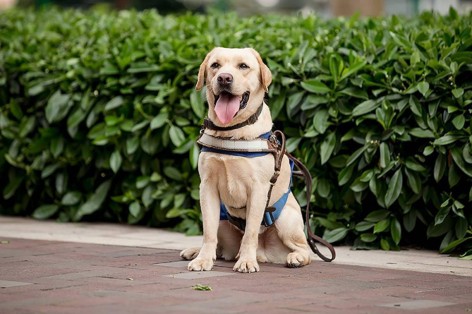 探访导盲犬学校 ，感受一双有温度的眼睛