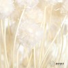 永生花材 | 风车果白 商品缩略图3