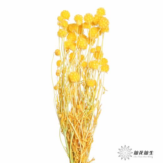 永生花材 | 风车果黄 商品图2