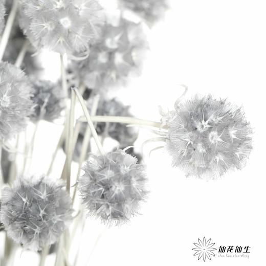 永生花材 | 风车果灰 商品图3