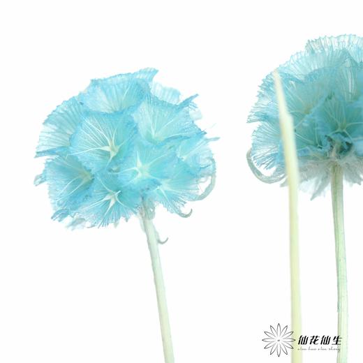 永生花材 | 风车果蓝 商品图1