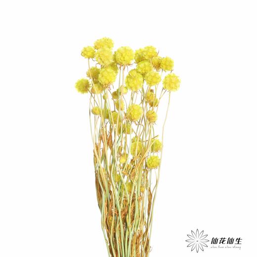 永生花材 | 风车果翠绿 商品图2