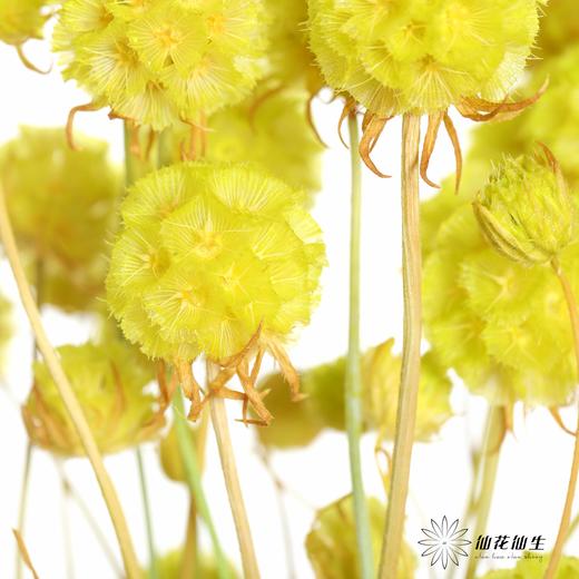 永生花材 | 风车果翠绿 商品图1