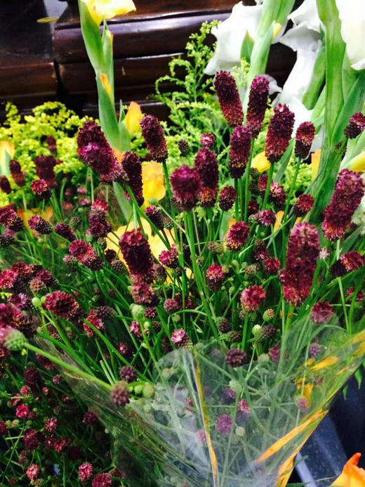 【爱慕】地榆（红公主）5枝/扎（进口） 商品图1