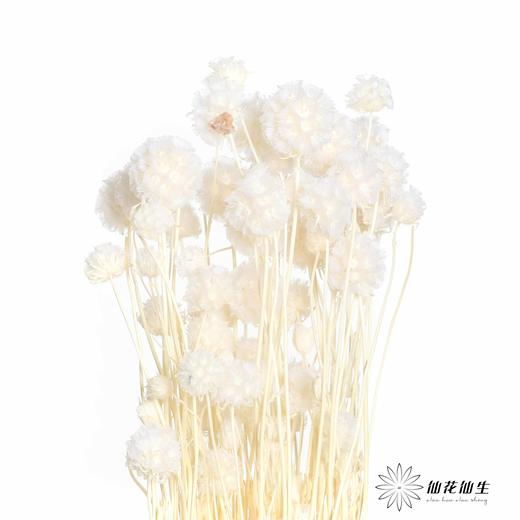 永生花材 | 风车果白 商品图0