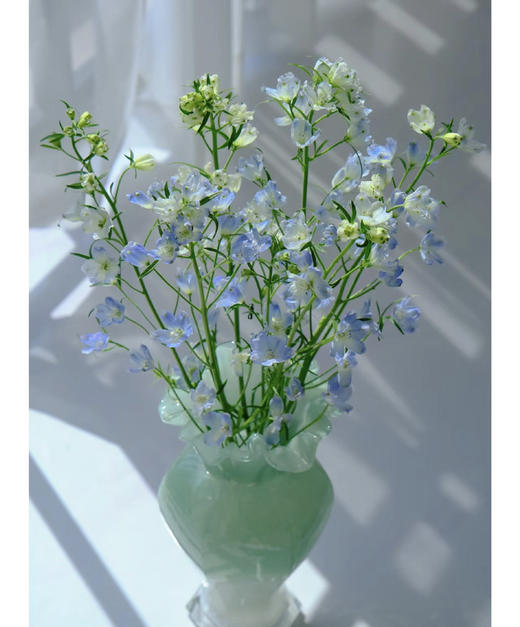 【 自由/热爱生活】小飞燕（单瓣）多色可选  若干枝/扎 商品图7