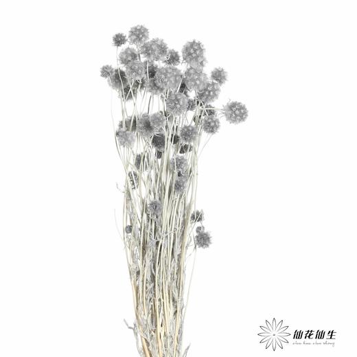 永生花材 | 风车果灰 商品图2