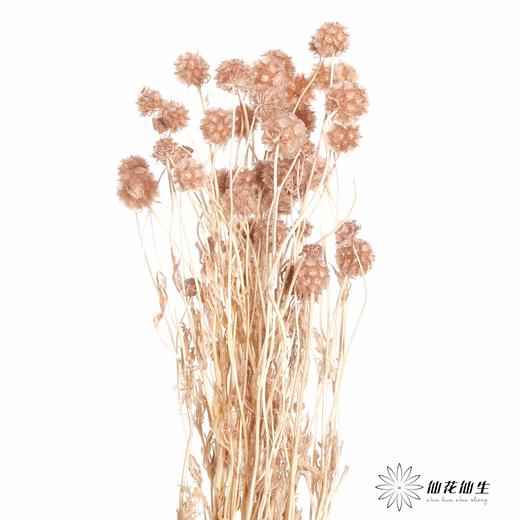 永生花材 | 风车果浅咖 商品图2