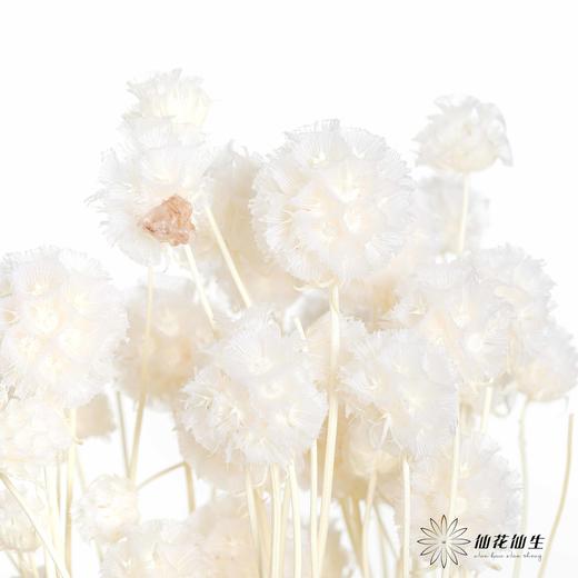 永生花材 | 风车果白 商品图1