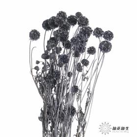 永生花材 | 风车果黑