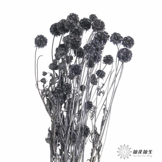 永生花材 | 风车果黑 商品图0