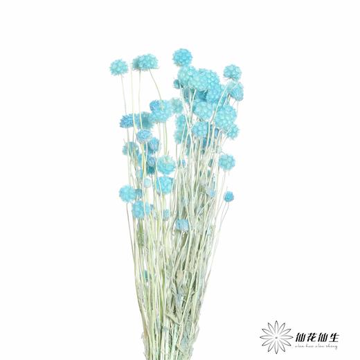 永生花材 | 风车果蓝 商品图2