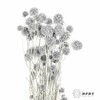 永生花材 | 风车果灰 商品缩略图0