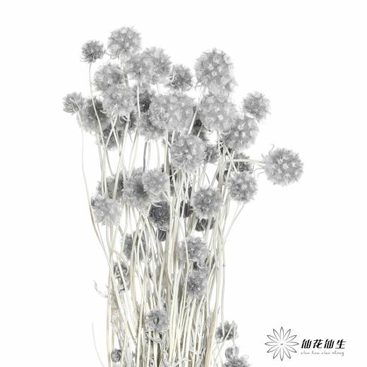 永生花材 | 风车果灰 商品图0