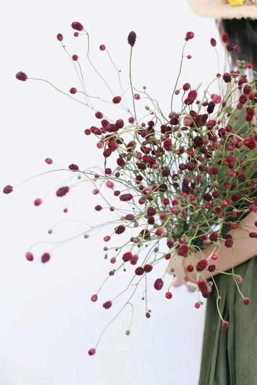 【爱慕】地榆（红公主）5枝/扎（进口） 商品图0