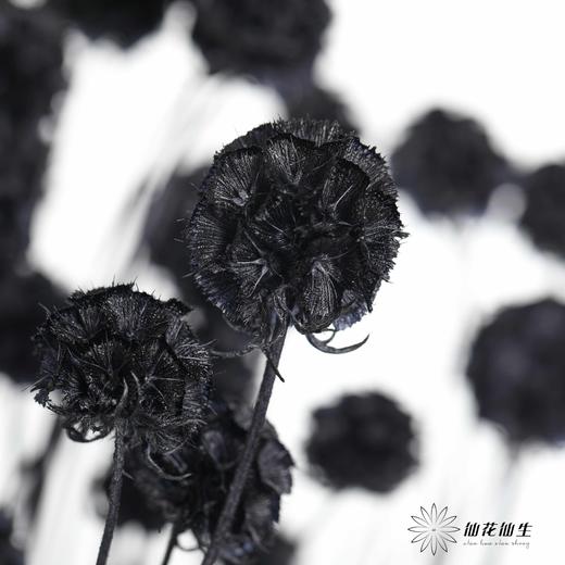 永生花材 | 风车果黑 商品图3
