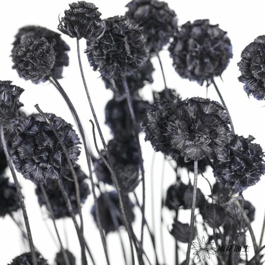 永生花材 | 风车果黑 商品图1