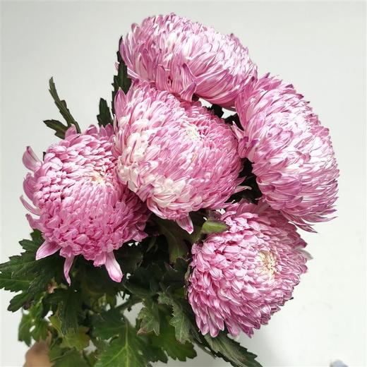 丰岛牡丹菊（鲑鱼粉） 商品图1